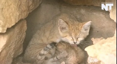 Санди котка - най-малката дива котка